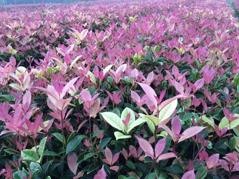 五彩桂花