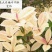 五彩桂花