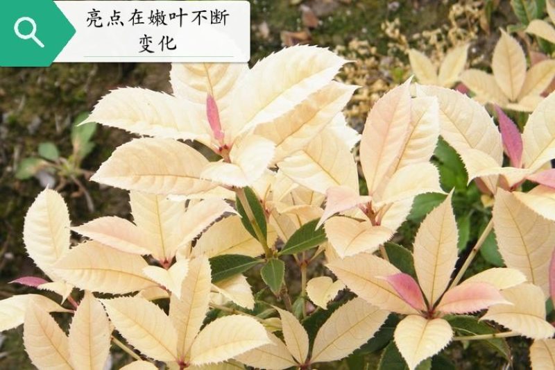 五彩桂花