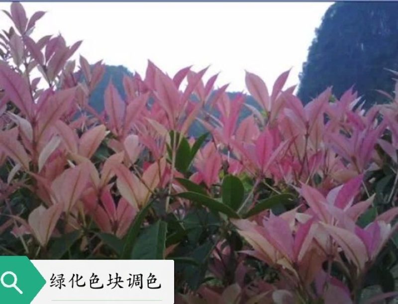 五彩桂花