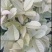 五彩桂花