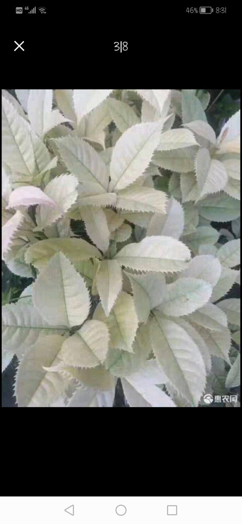 五彩桂花