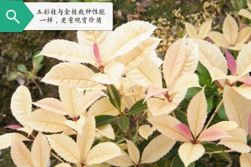 五彩桂花