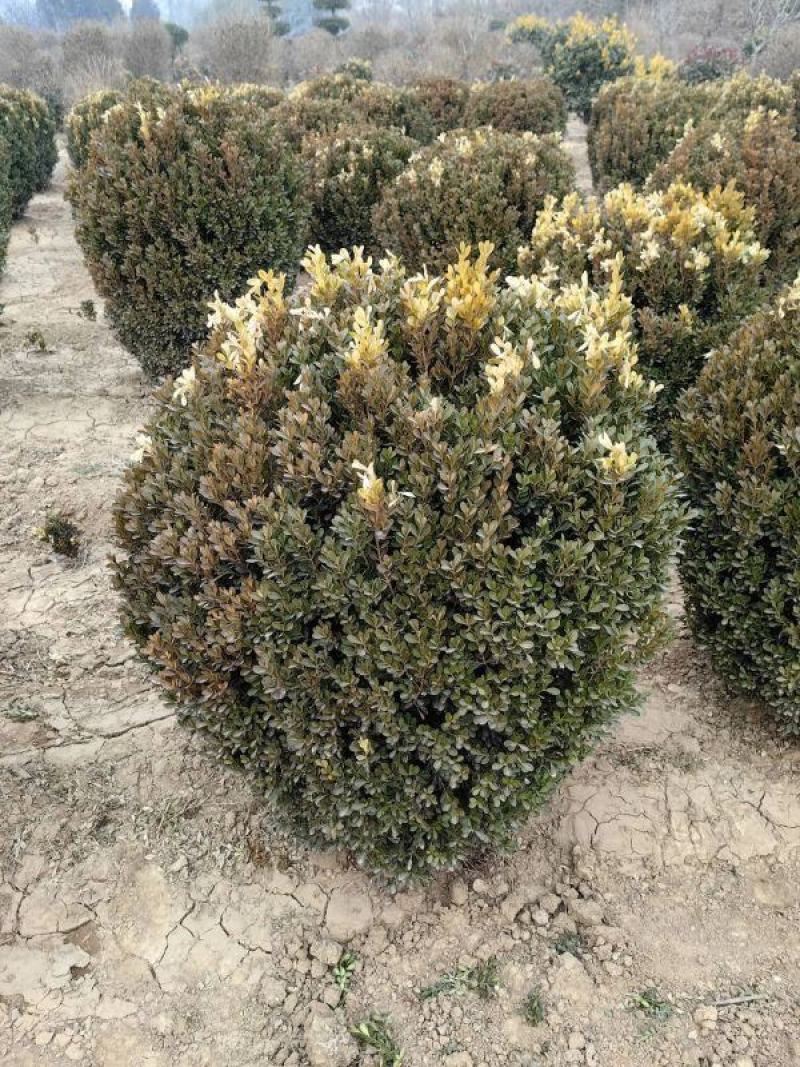 瓜子黄杨球，基地货源，优质瓜子黄杨，冠幅大，四季常青