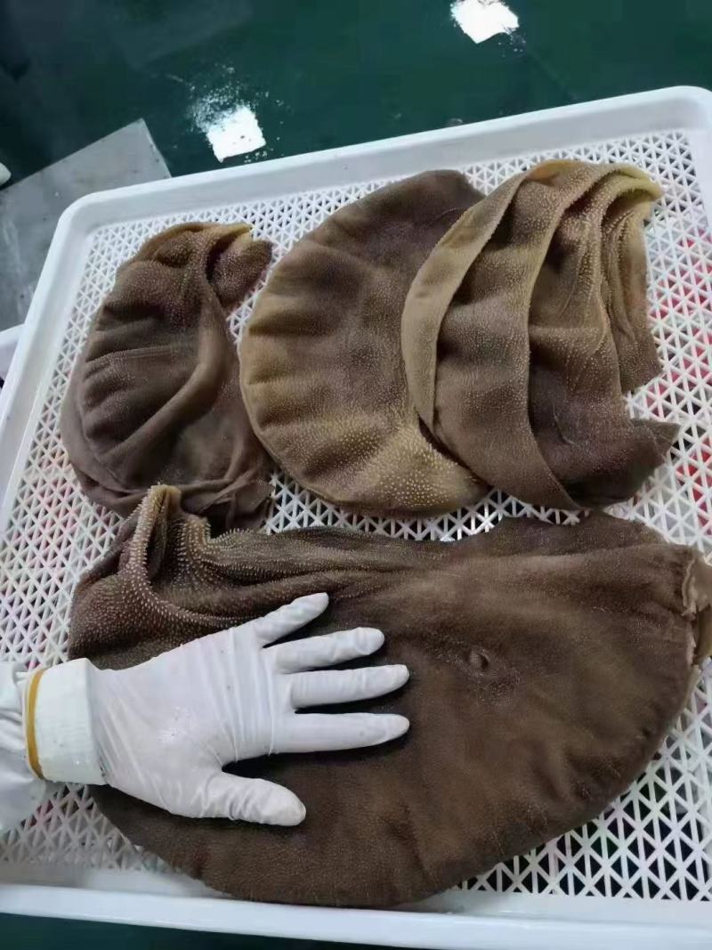 大叶片，毛肚大叶片