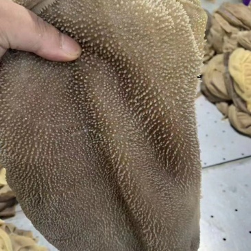 大叶片，毛肚大叶片