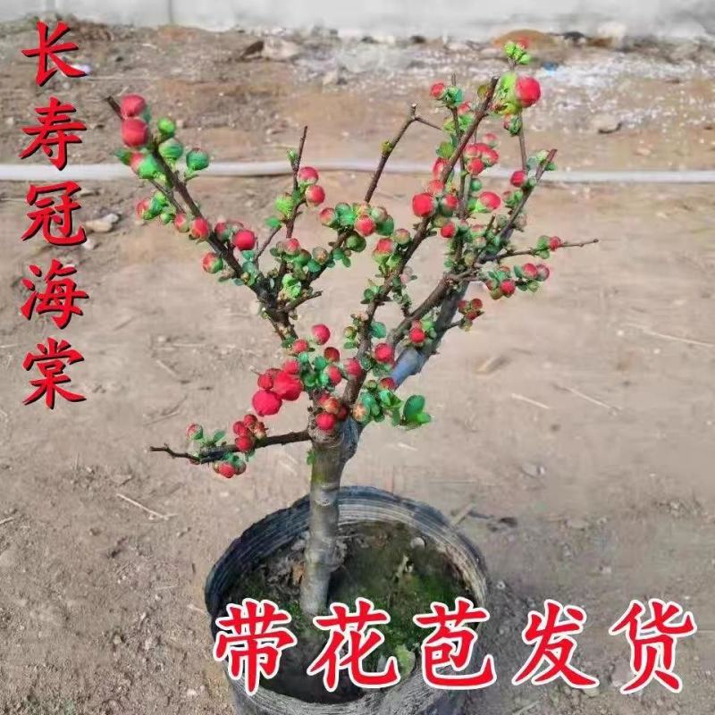 海棠盆景批发长寿冠海棠花盆栽老桩长寿冠海棠盆景耐寒耐热