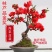 海棠盆景批发长寿冠海棠花盆栽老桩长寿冠海棠盆景耐寒耐热