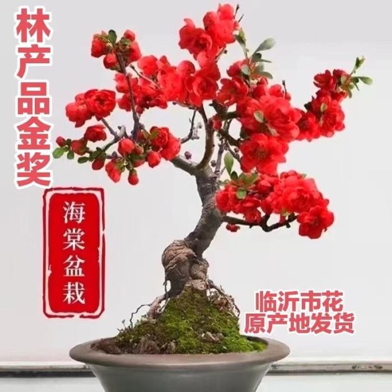 海棠盆景批发长寿冠海棠花盆栽老桩长寿冠海棠盆景耐寒耐热