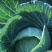 精品甘蓝卷心菜大量上市，全国可发，量大从优