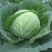 精品甘蓝卷心菜大量上市，全国可发，量大从优