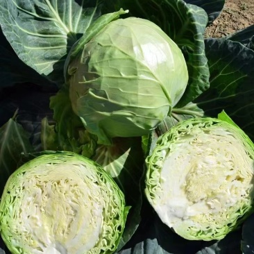 精品甘蓝卷心菜大量上市，全国可发，量大从优