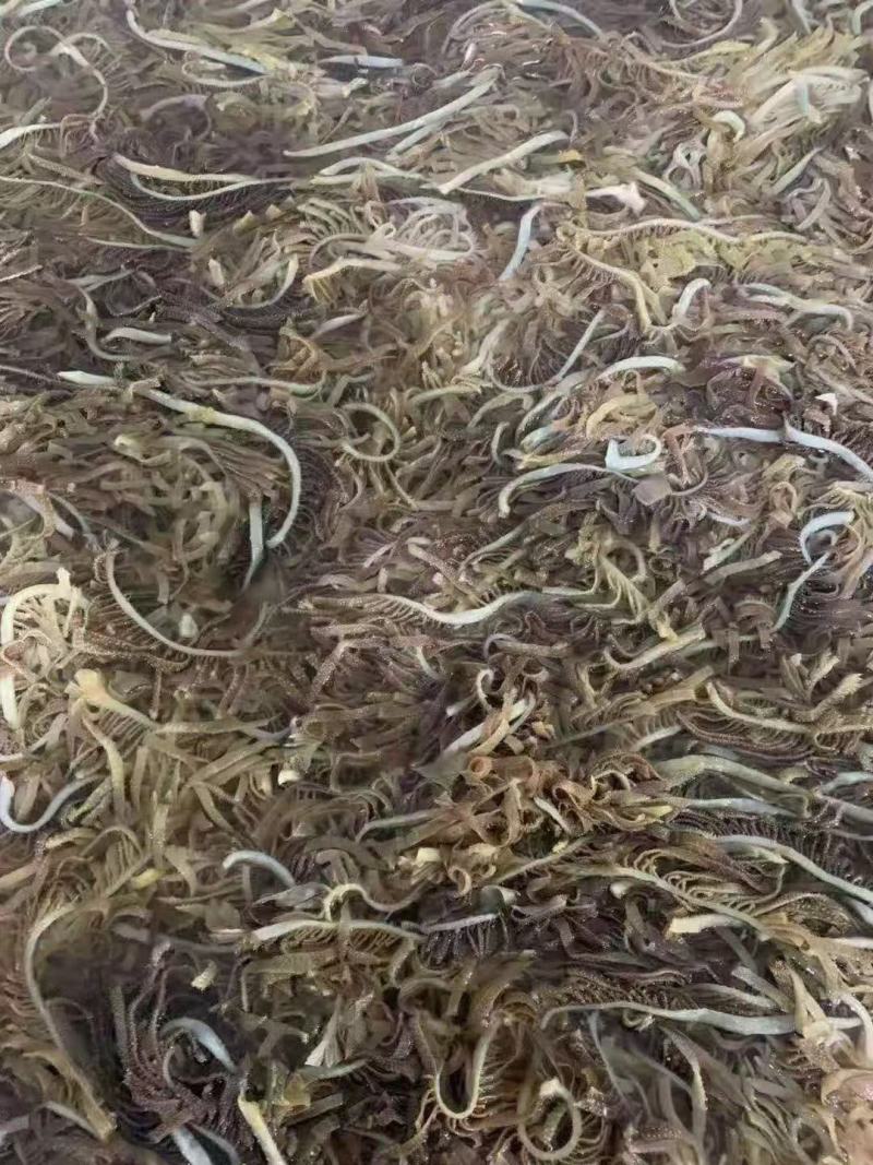 黑千层肚丝，黑毛肚丝，火锅毛肚百叶