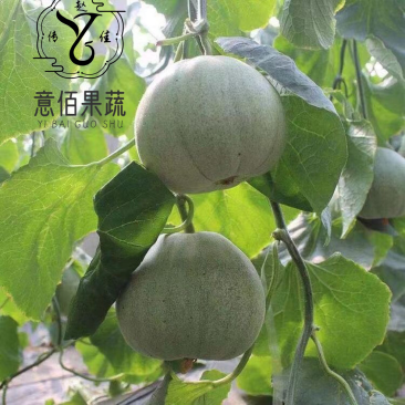 🌟万亩甜瓜园绿宝石甜瓜燕店大市场实力供应商超电商