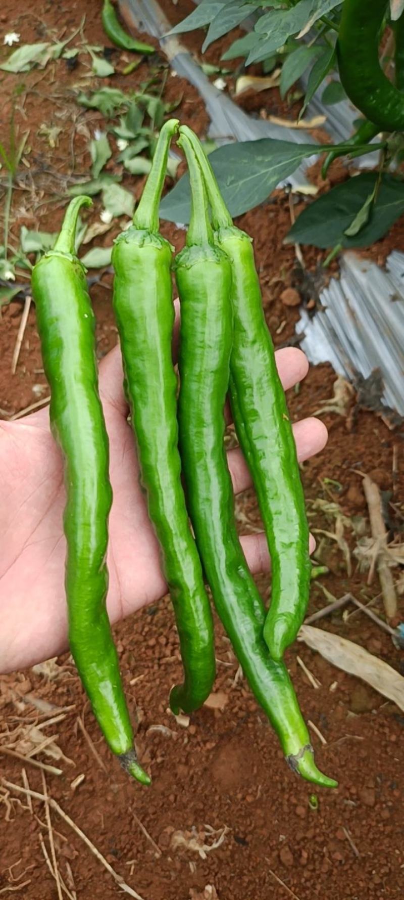 广西大量供应55号8号2号泡椒螺线辣椒