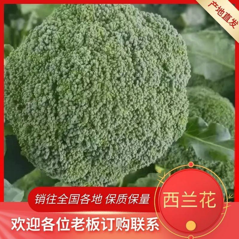 【荐】精品西兰花，万亩基地，电商平台，整车供应，代发全国