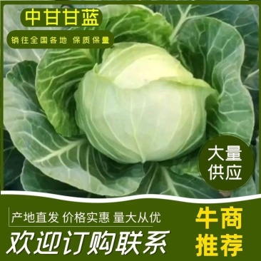 江苏东台甘蓝，千亩种植基地，大量供应，全国代发