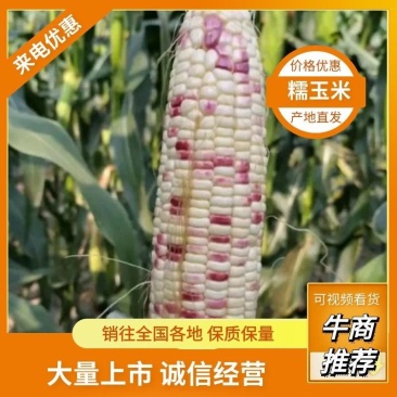 东台白糯玉米花糯玉米产地大量供应全国代发