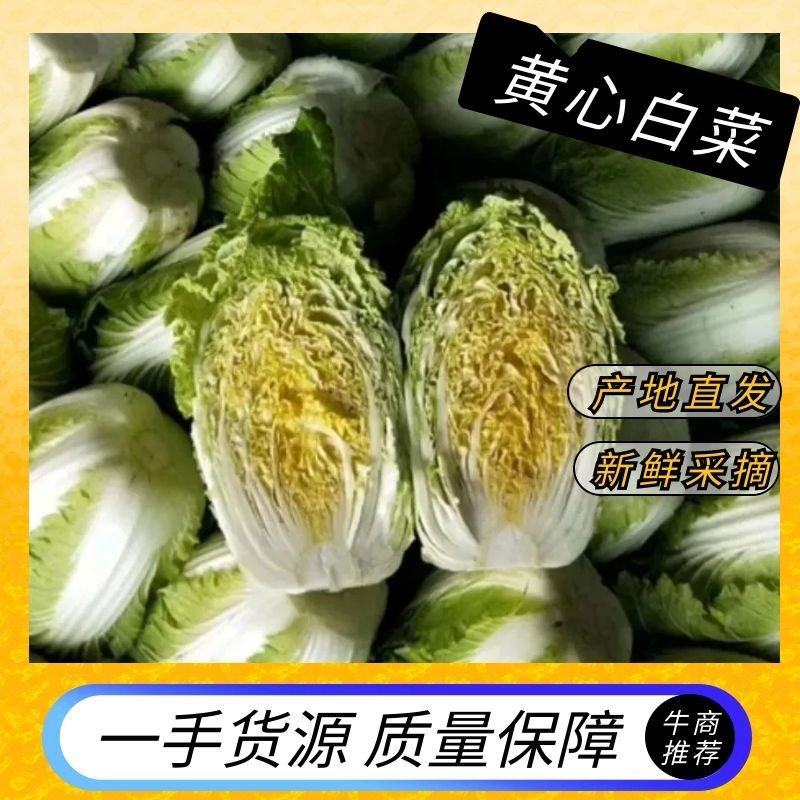 东台白菜产地大量供应全国发货整车供应