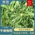 精品野生荠菜电商平台专用无黄叶代发全国整车供应