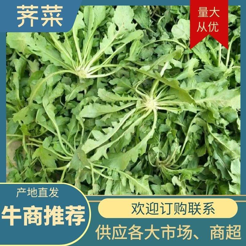 精品野生荠菜电商平台专用无黄叶代发全国整车供应