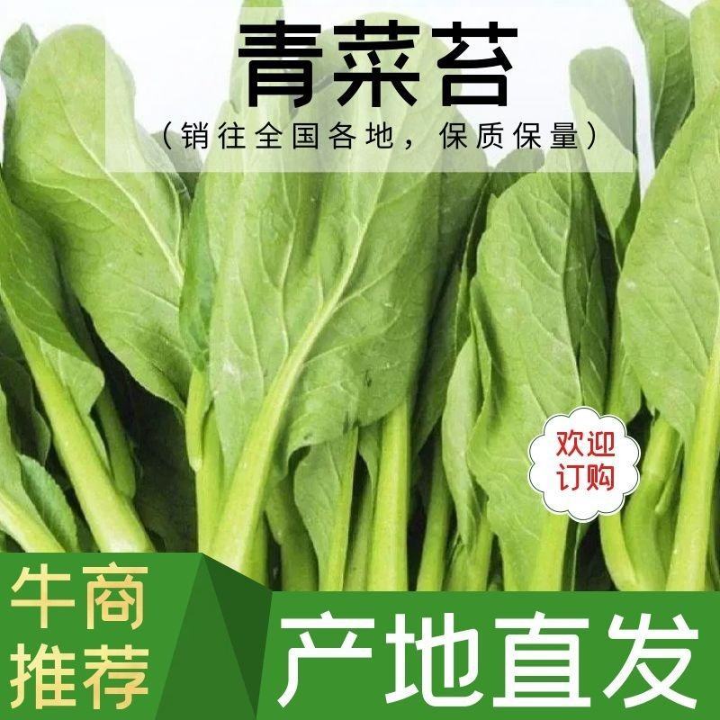 苏北青菜苔，青菜心，产地货源，代发全国，质量上乘