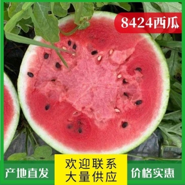 江苏东台8424西瓜一手货源产地整车大量供应