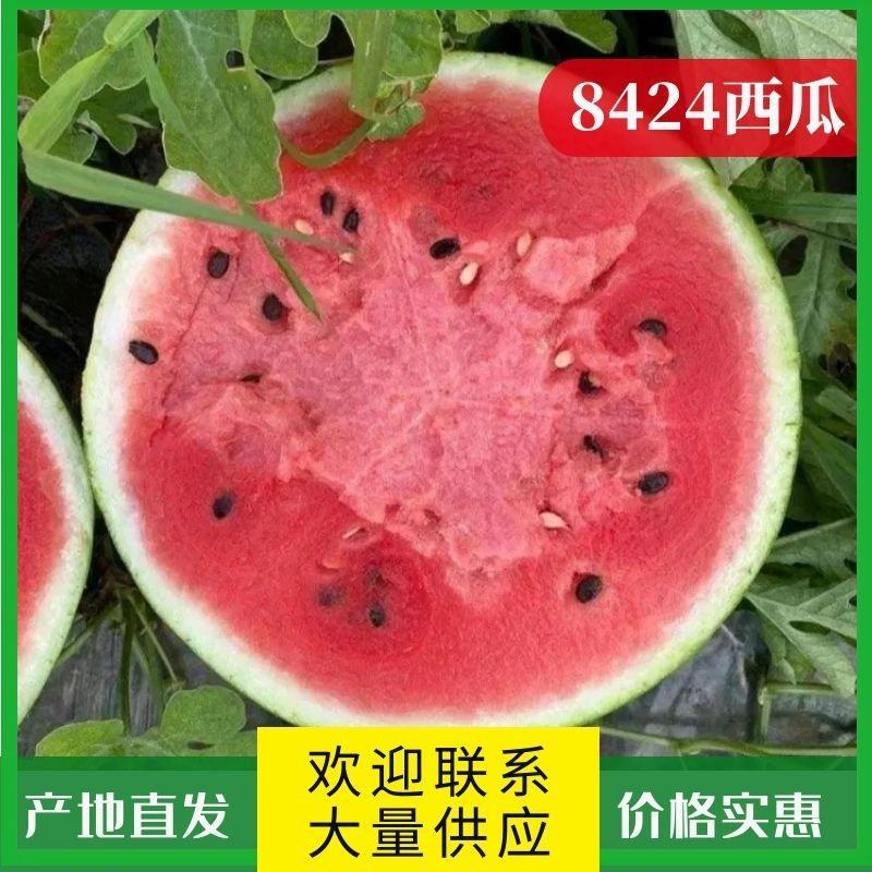 江苏东台8424西瓜一手货源产地整车大量供应