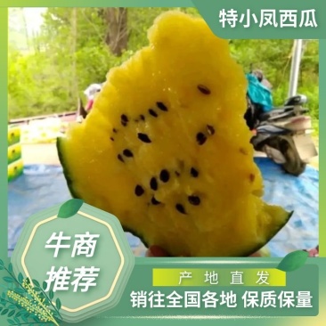 东台特小凤西瓜优质小西瓜保质保量诚信经营代发全国