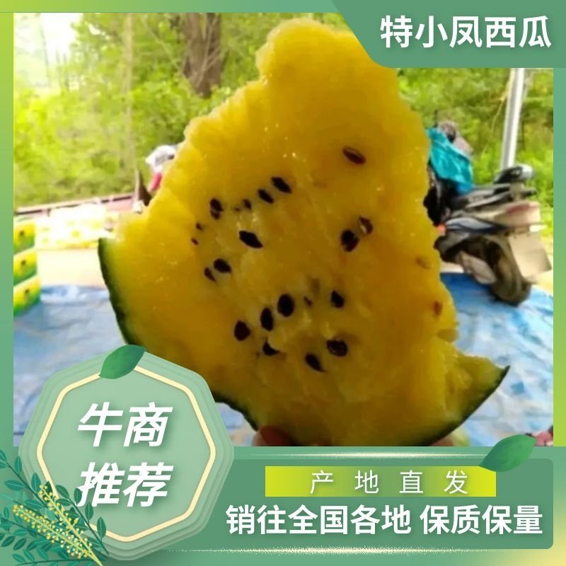 东台特小凤西瓜优质小西瓜保质保量诚信经营代发全国
