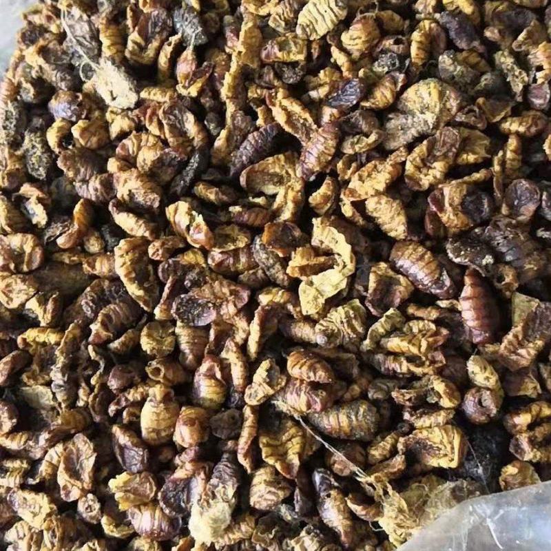 蚕蛹蚕茧里的虫子一公斤一包量大优惠欢迎询价
