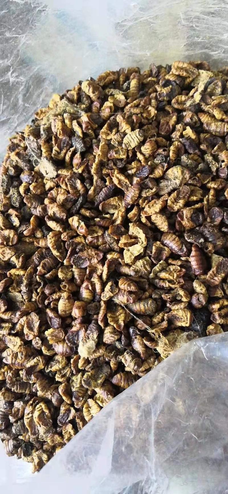 蚕蛹蚕茧里的虫子一公斤一包量大优惠欢迎询价
