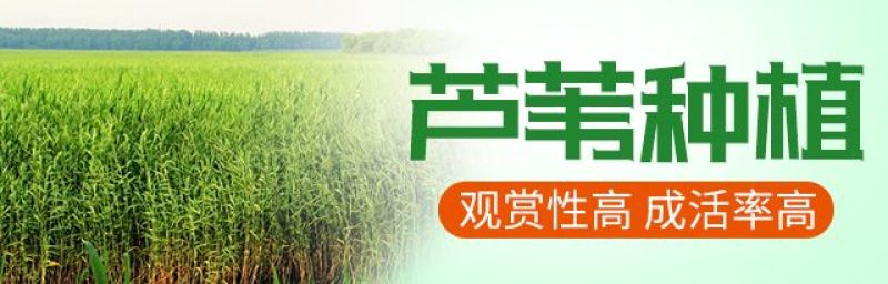 芦苇，芦苇苗，白洋淀芦苇苗，根系发达，成活率高电联