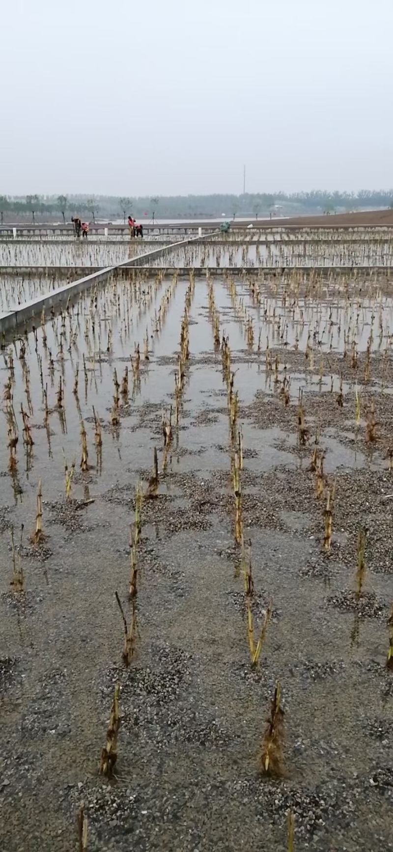 芦苇，芦苇苗，白洋淀芦苇苗，根系发达，成活率高电联