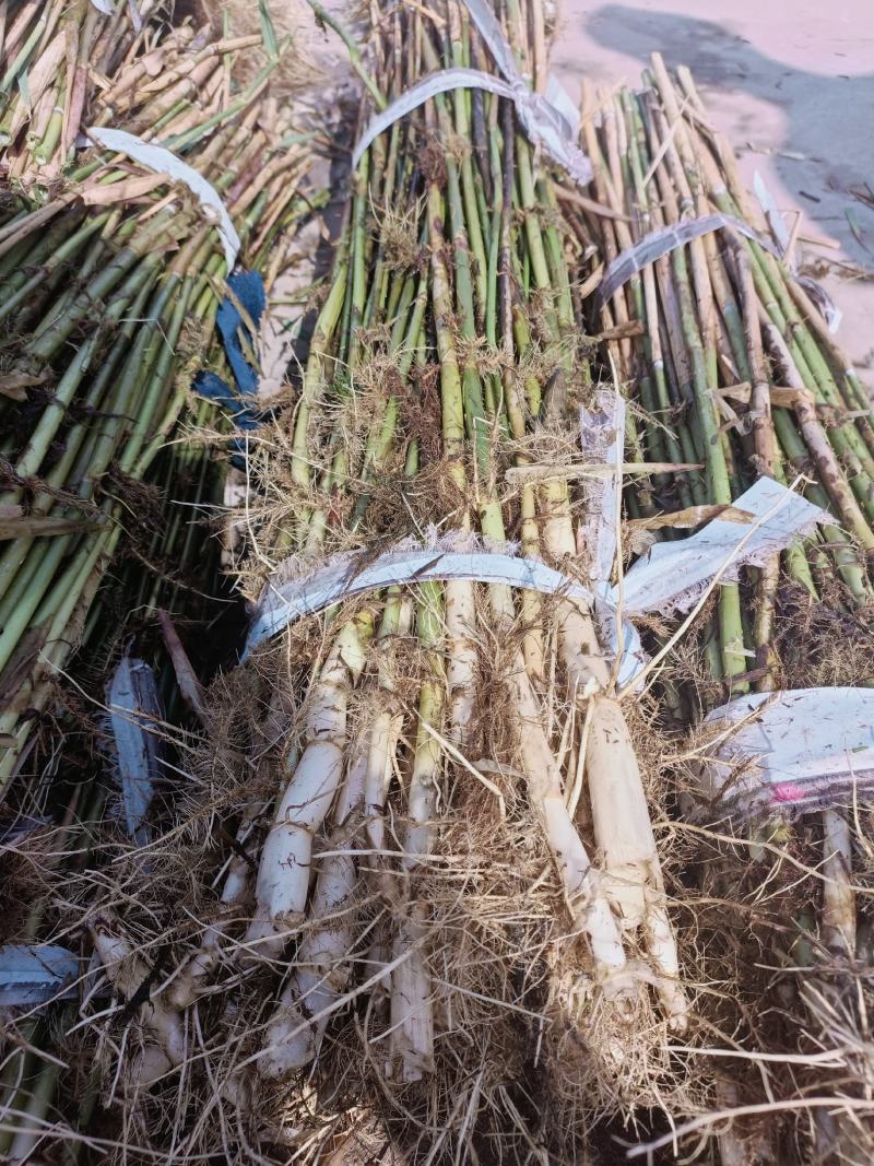 芦苇，芦苇苗，白洋淀芦苇苗，根系发达，成活率高电联