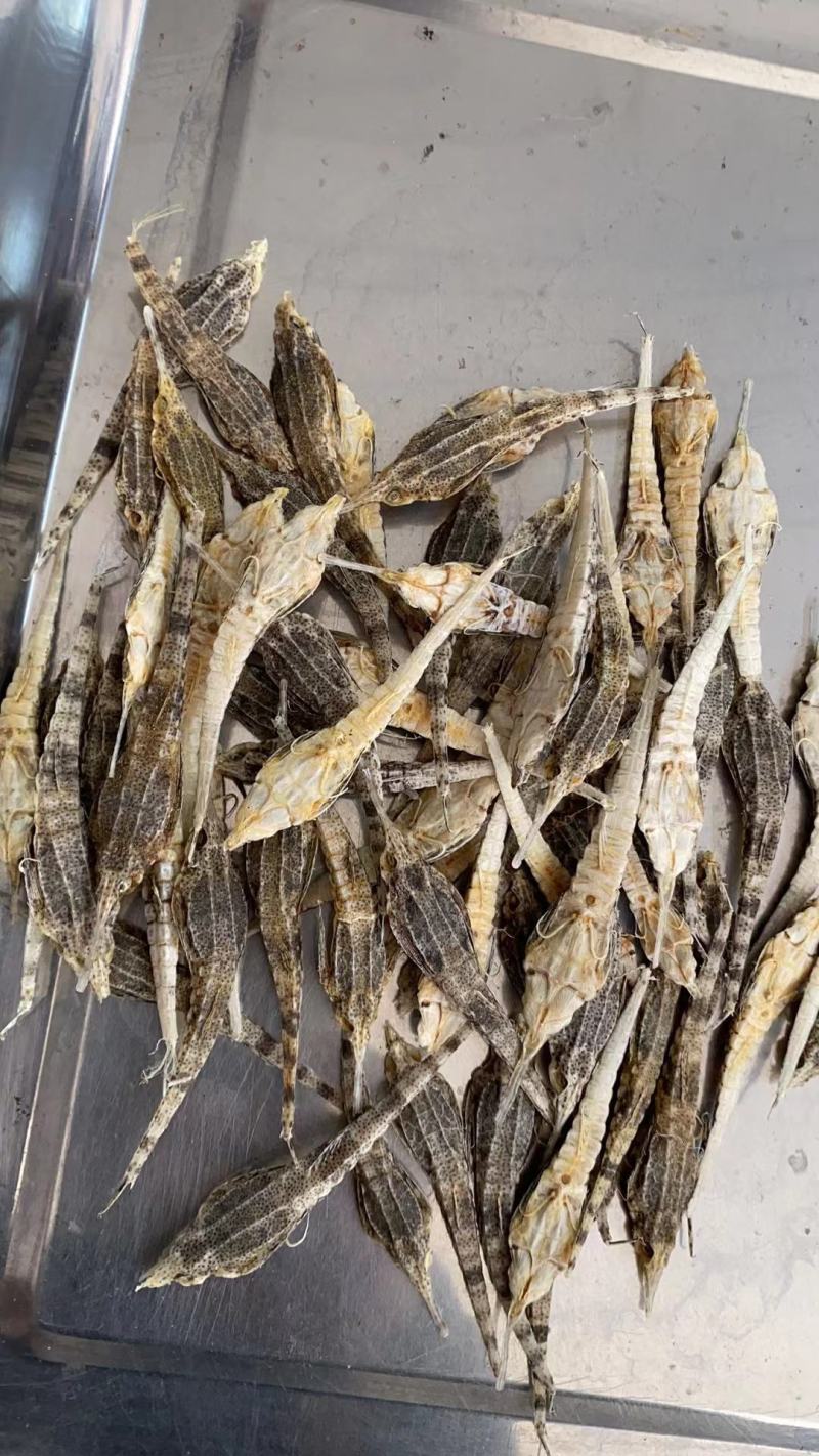 海麻雀海燕子一公斤一袋新鲜颜色量大优惠欢迎询价