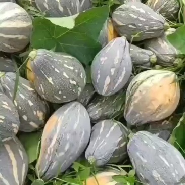 【香芋南瓜】广东产地直供、质量保证、量大从优、欢迎选购