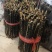 蜈蚣湖北蜈蚣一百条一盒十盒包邮欢迎询价量大优惠