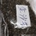 金沙牛一公斤一袋清水足干十公斤包邮量大优惠要多少都可以