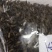 金沙牛一公斤一袋清水足干十公斤包邮量大优惠要多少都可以