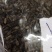 金沙牛一公斤一袋清水足干十公斤包邮量大优惠要多少都可以