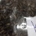 金沙牛一公斤一袋清水足干十公斤包邮量大优惠要多少都可以