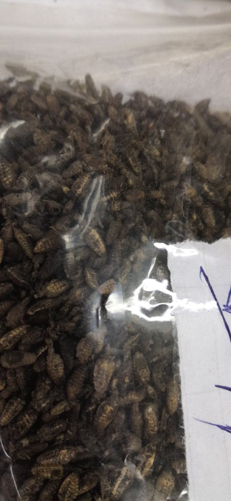 金沙牛一公斤一袋清水足干十公斤包邮量大优惠要多少都可以