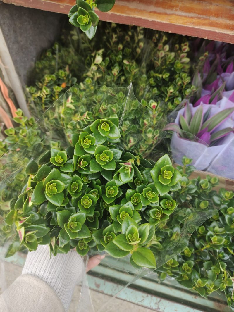 金鱼吊兰