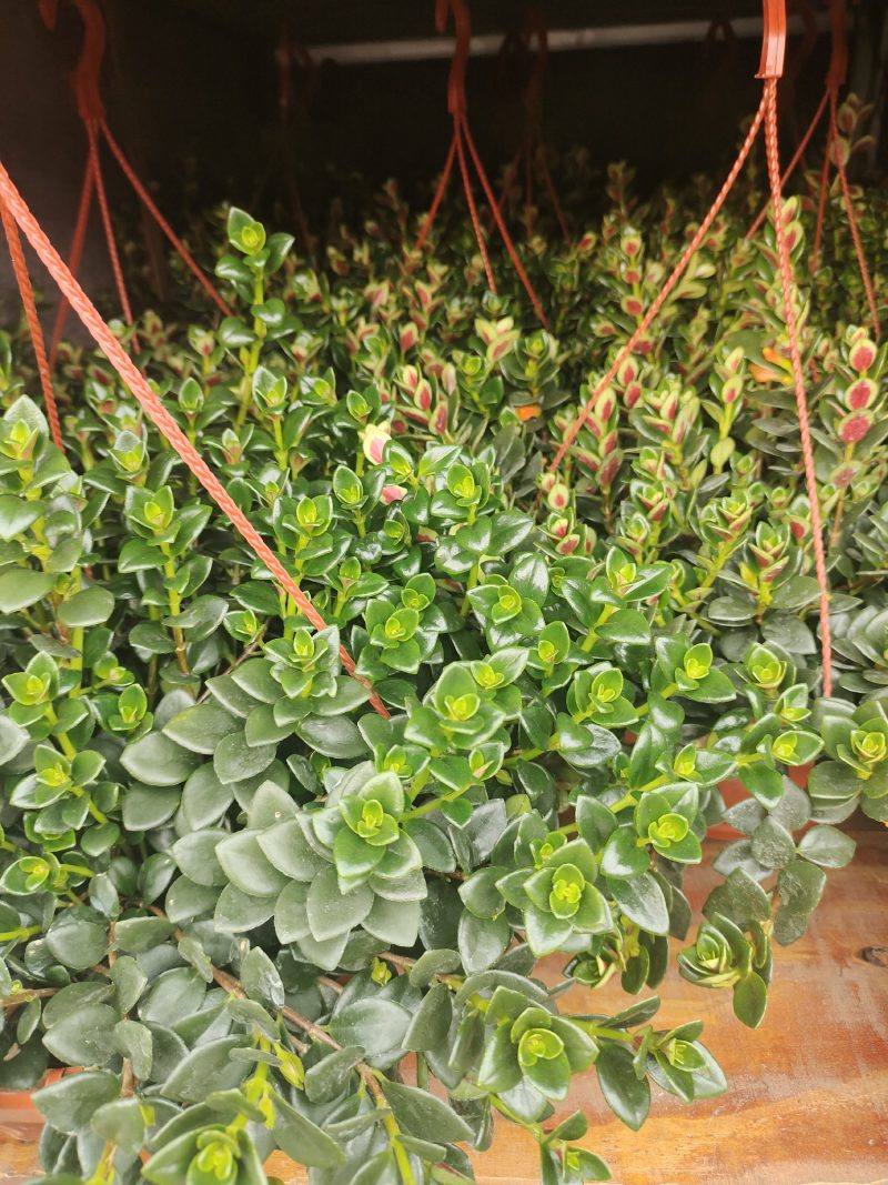 金鱼吊兰