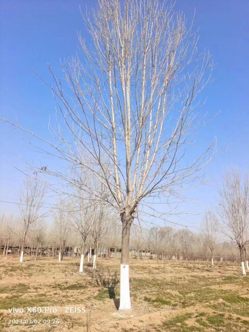 15-25公分精品白蜡，质量好，价格低，4000亩直销