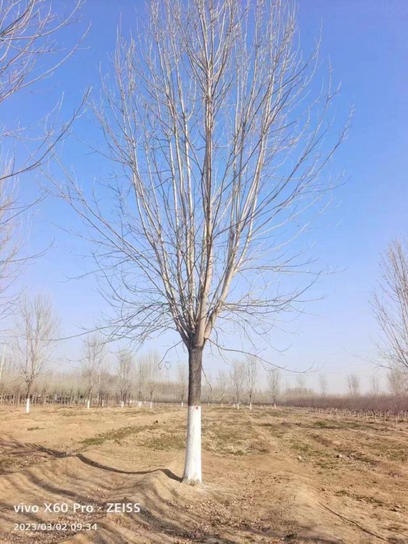15-25公分精品白蜡，质量好，价格低，4000亩直销