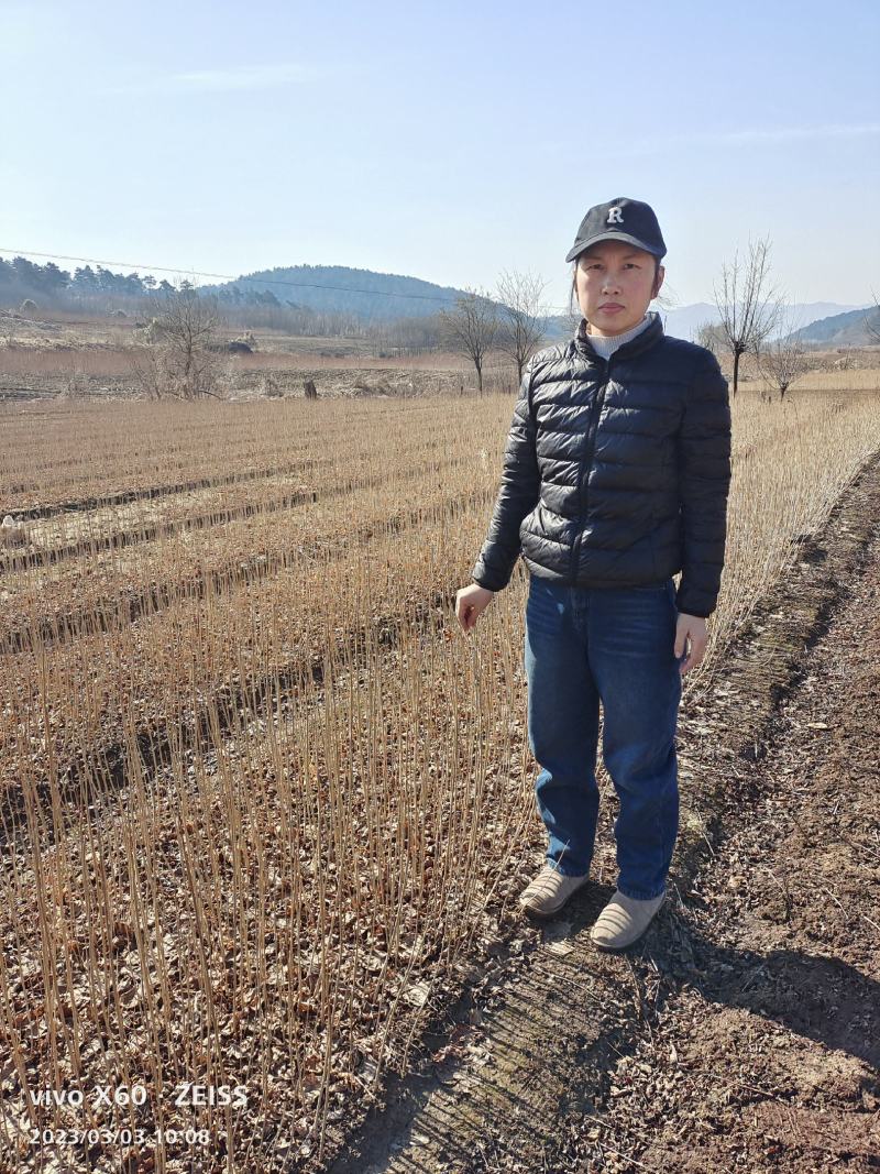 东北连翘小苗连翘苗货源充足产地直发全国邮寄连翘