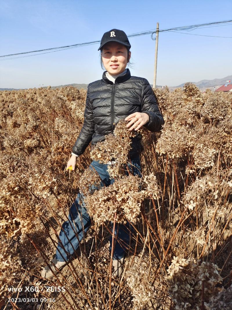 木绣球木绣球苗大花水桠木绣球圆锥绣球小苗