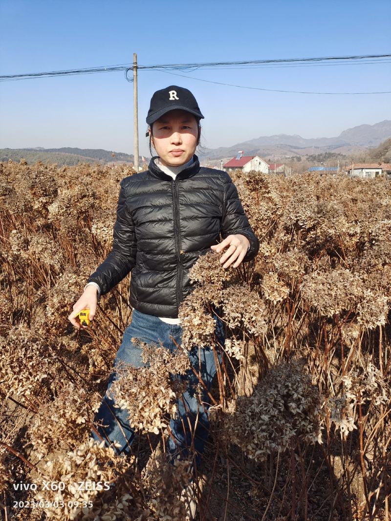 木绣球木绣球苗大花水桠木绣球圆锥绣球小苗